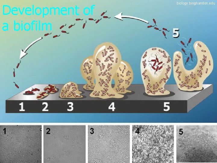 Development of a biofilm biology. binghamton. edu 