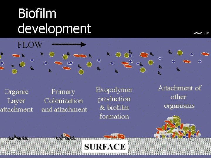 Biofilm development www. ul. ie 