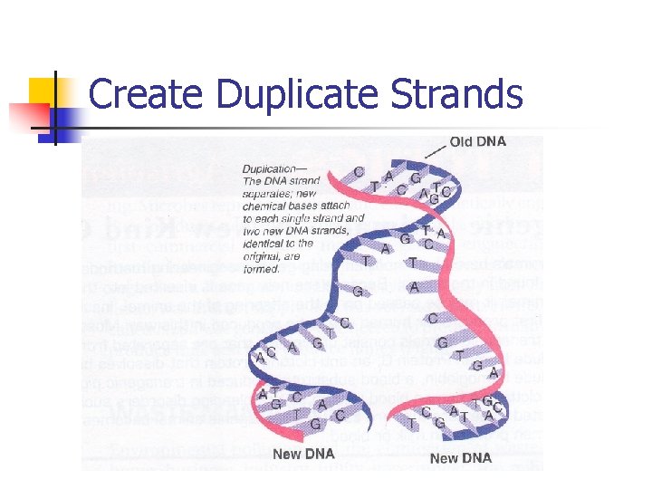 Create Duplicate Strands 