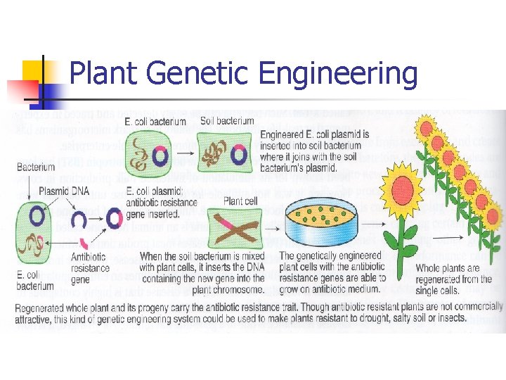 Plant Genetic Engineering 