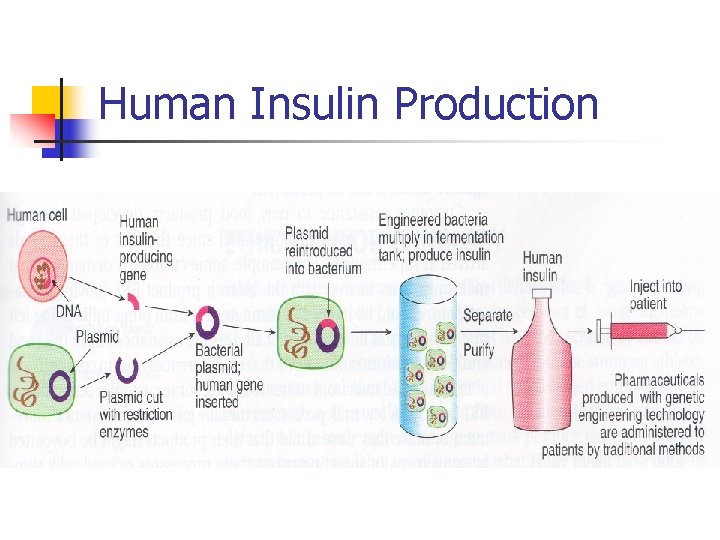Human Insulin Production 
