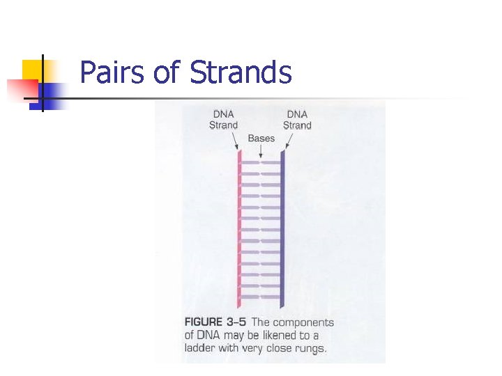 Pairs of Strands 