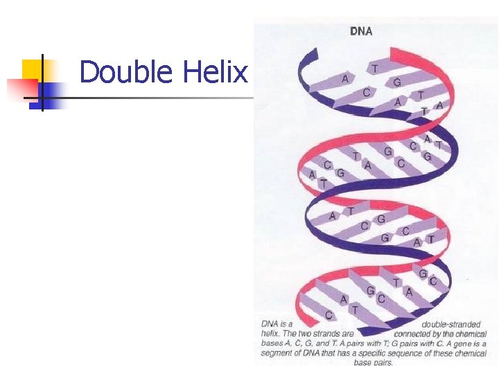 Double Helix 