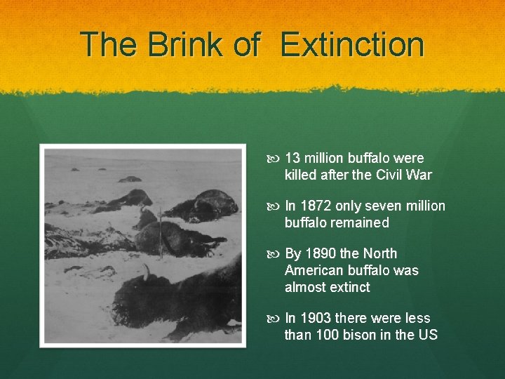 The Brink of Extinction 13 million buffalo were killed after the Civil War In