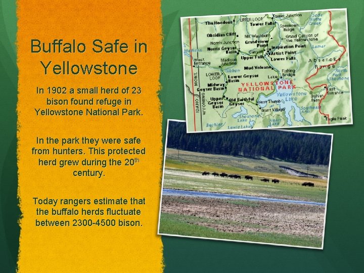 Buffalo Safe in Yellowstone In 1902 a small herd of 23 bison found refuge