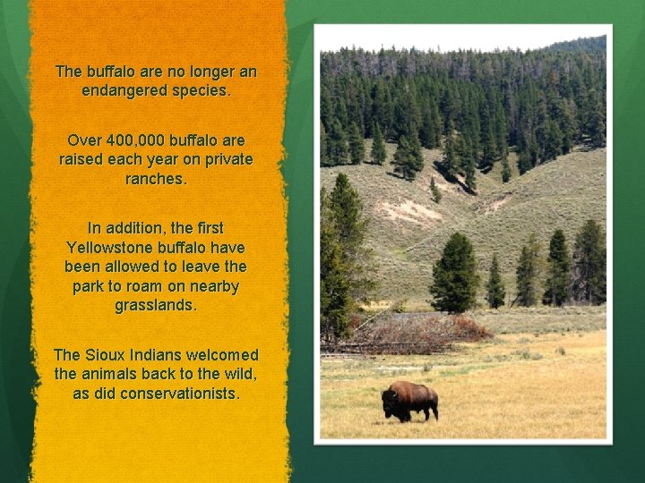 The buffalo are no longer an endangered species. Over 400, 000 buffalo are raised