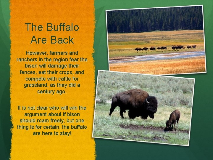 The Buffalo Are Back However, farmers and ranchers in the region fear the bison