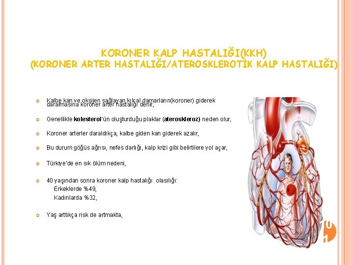 KORONER KALP HASTALIĞI(KKH) (KORONER ARTER HASTALIĞI/ATEROSKLEROTİK KALP HASTALIĞI) Kalbe kan ve oksijen sağlayan kılcal