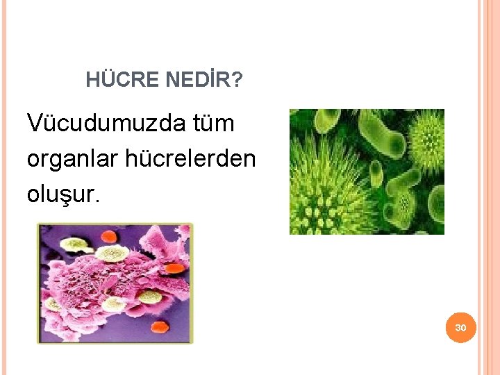 HÜCRE NEDİR? Vücudumuzda tüm organlar hücrelerden oluşur. Hücreler vücudumuzun en küçük yapıtaşlarıdır. 30 