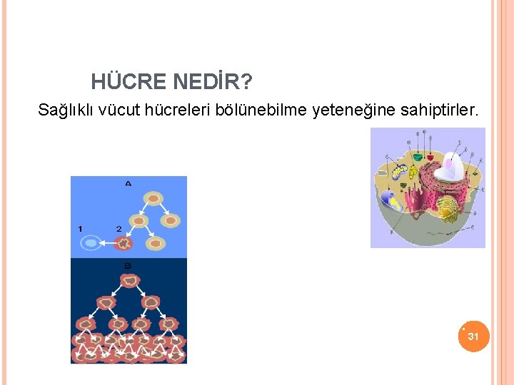 HÜCRE NEDİR? Sağlıklı vücut hücreleri bölünebilme yeteneğine sahiptirler. Her hücrenin hayatı boyunca belli bir