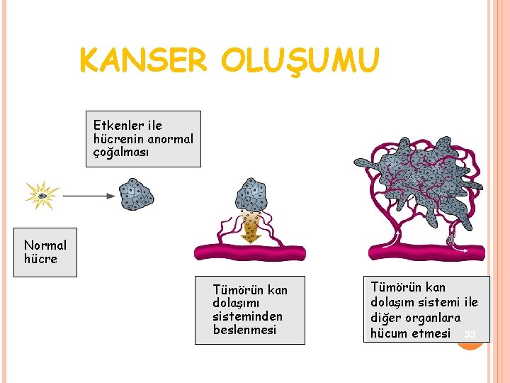 KANSER OLUŞUMU Etkenler ile hücrenin anormal çoğalması Normal hücre Tümörün kan dolaşımı sisteminden beslenmesi