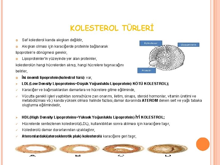 KOLESTEROL TÜRLERİ Saf kolesterol kanda akışkan değildir, Akışkan olması için karaciğerde proteinle bağlanarak lipoprotein’e