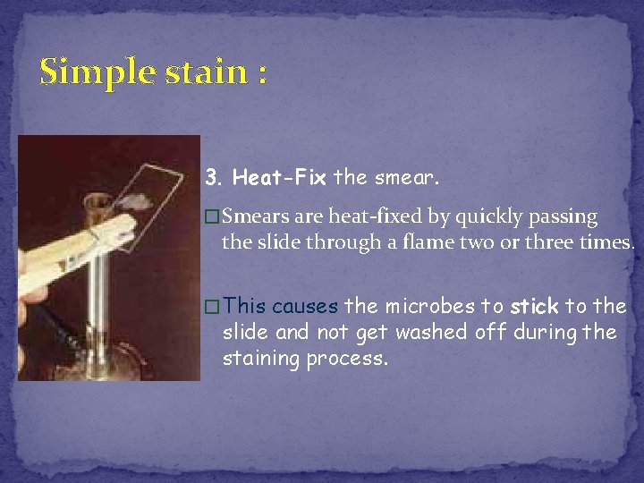 Simple stain : 3. Heat-Fix the smear. � Smears are heat-fixed by quickly passing