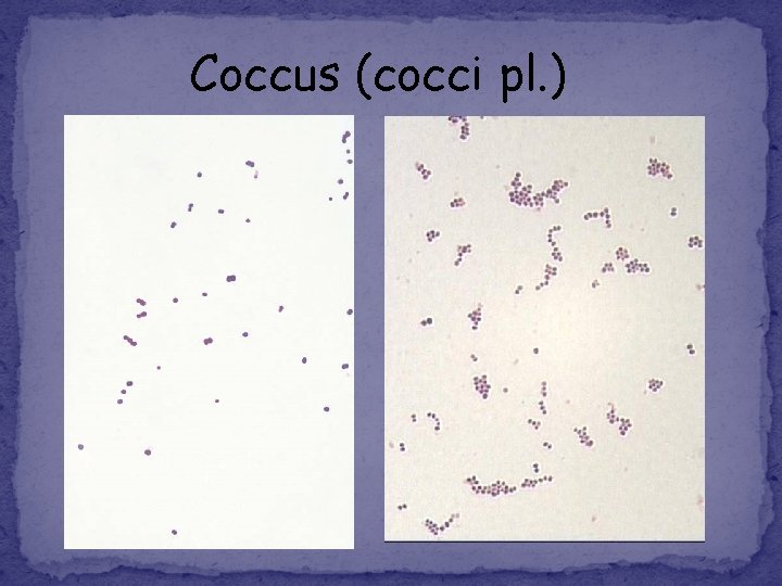Coccus (cocci pl. ) 