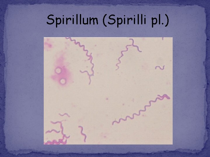 Spirillum (Spirilli pl. ) 