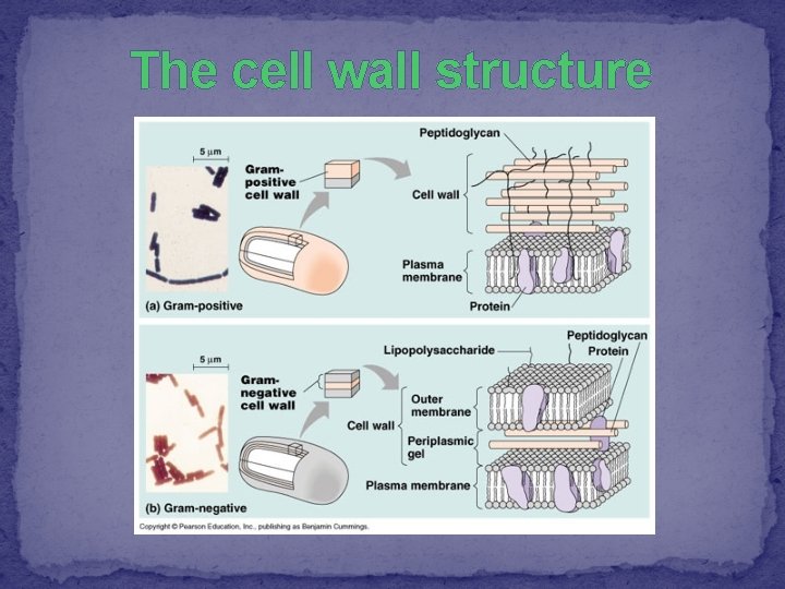 The cell wall structure 