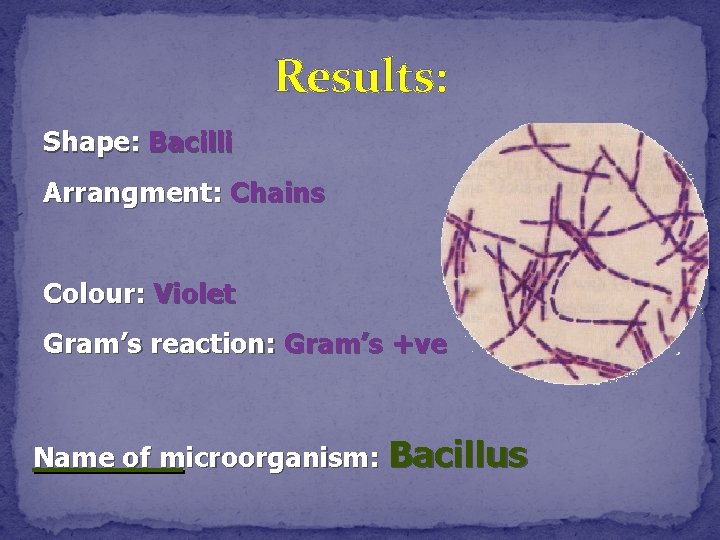 Results: Shape: Bacilli Arrangment: Chains Colour: Violet Gram’s reaction: Gram’s +ve Name of microorganism: