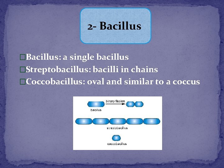 Purpose To recognize three basic shapes of bacterial
