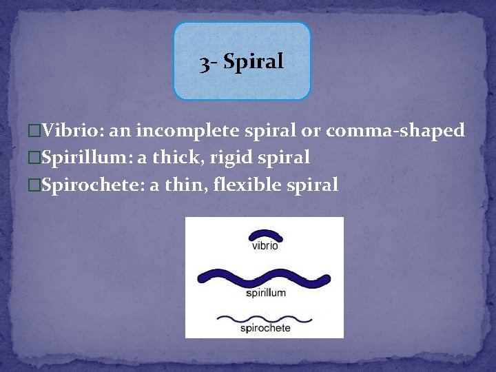 3 - Spiral �Vibrio: an incomplete spiral or comma-shaped �Spirillum: a thick, rigid spiral