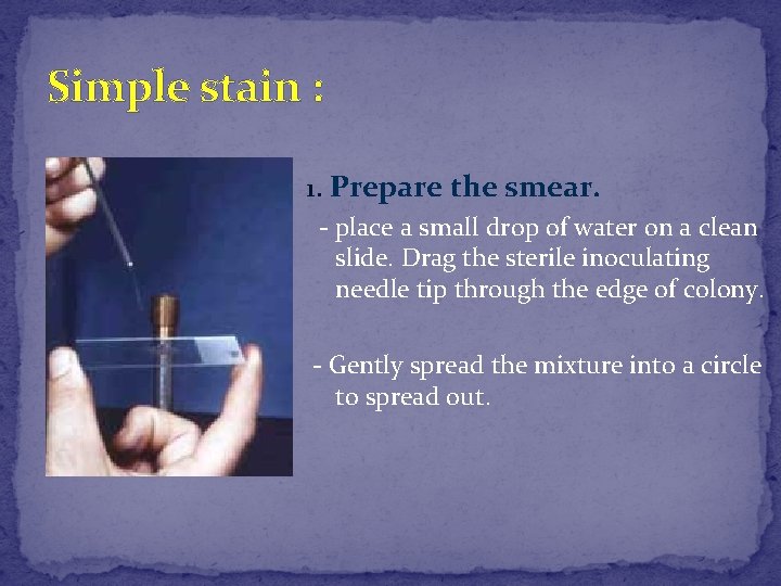 Simple stain : 1. Prepare the smear. - place a small drop of water