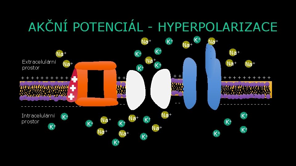AKČNÍ POTENCIÁL - HYPERPOLARIZACE Na+ Extracelulární prostor K+ Na+ K+ K+ Na+ Na+ K+