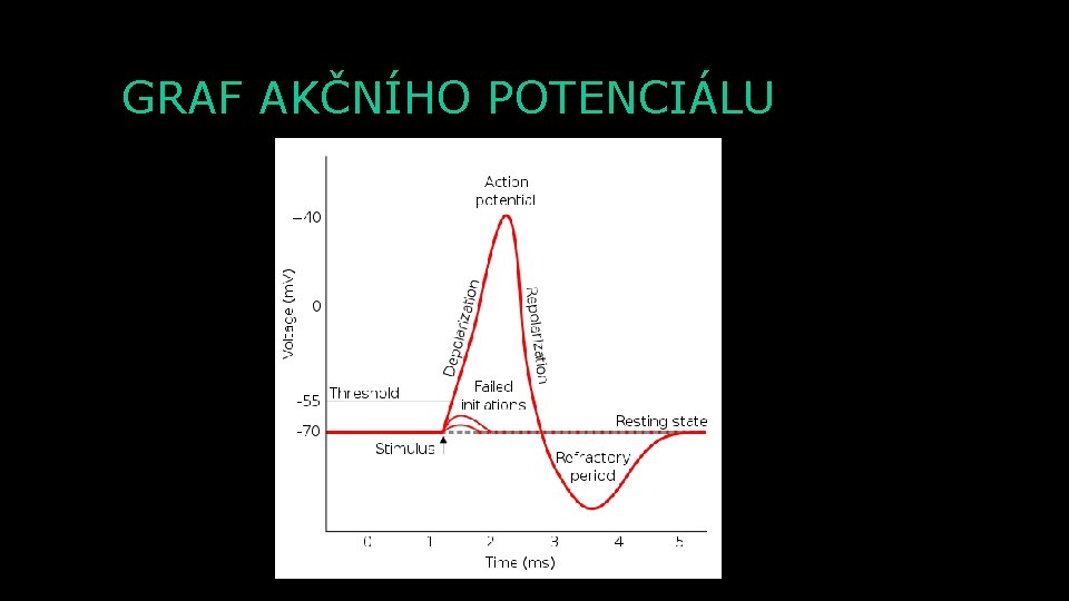 GRAF AKČNÍHO POTENCIÁLU 