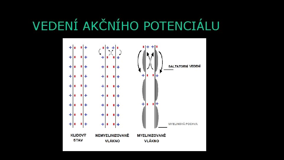 VEDENÍ AKČNÍHO POTENCIÁLU 