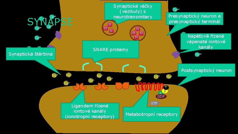 Synaptické váčky (vezikuly) s neurotransmitery Ca 2+ SYNAPSE Ca 2+ N Synaptická štěrbina Ca