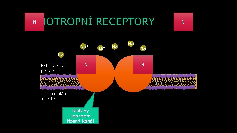 N IONOTROPNÍ RECEPTORY Na+ Na+ Na+ Extracelulární prostor N Intracelulární prostor Iontový ligandem řízený