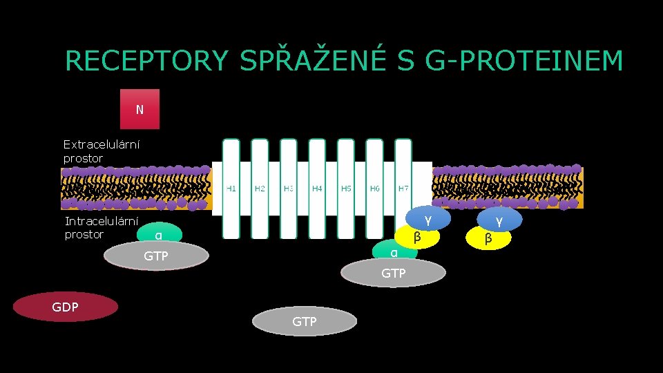 RECEPTORY SPŘAŽENÉ S G-PROTEINEM N Extracelulární prostor Intracelulární prostor γ α β α GTP
