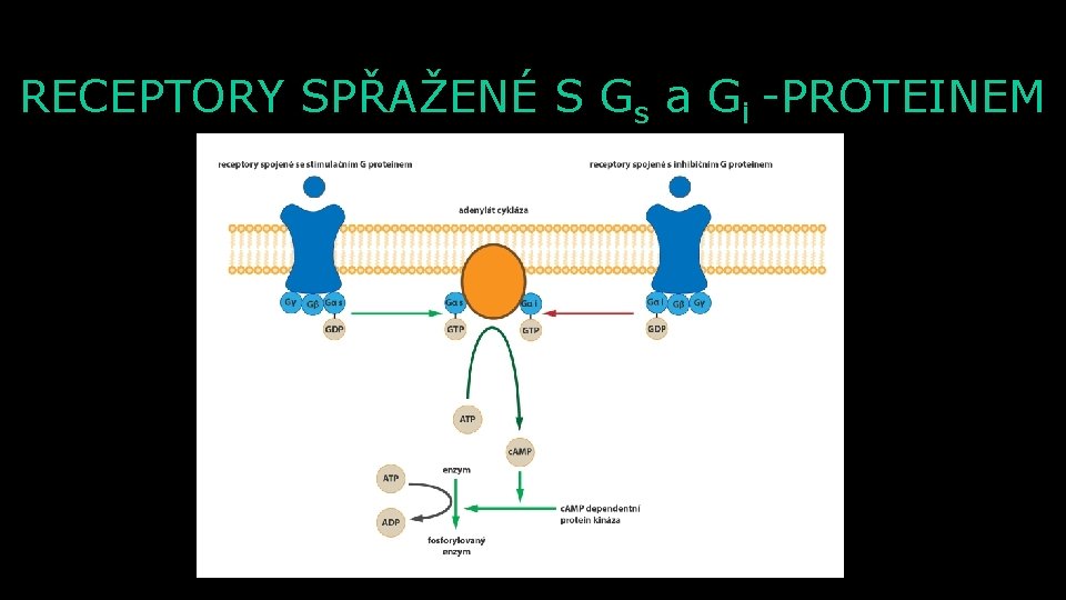 RECEPTORY SPŘAŽENÉ S Gs a Gi -PROTEINEM 