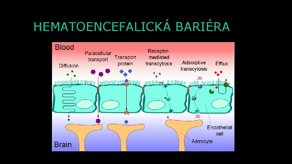 HEMATOENCEFALICKÁ BARIÉRA 