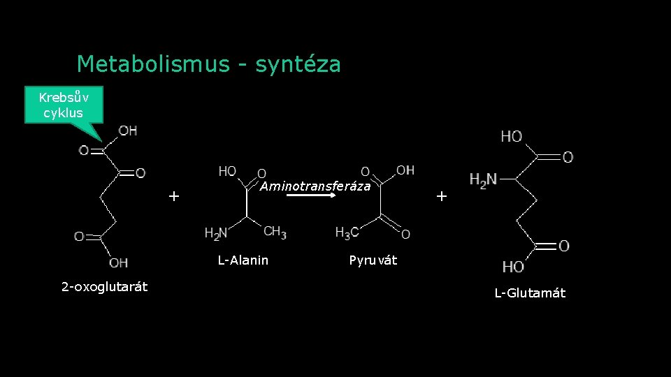 Metabolismus - syntéza Krebsův cyklus + Aminotransferáza L-Alanin 2 -oxoglutarát + Pyruvát L-Glutamát 