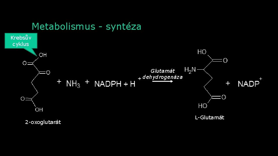 Metabolismus - syntéza Krebsův cyklus + 2 -oxoglutarát + Glutamát dehydrogenáza + L-Glutamát 