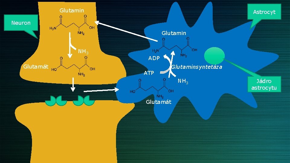 Glutamin Astrocyt Neuron Glutamin NH 3 Glutamát ADP ATP Glutaminsyntetáza NH 3 Glutamát Jádro