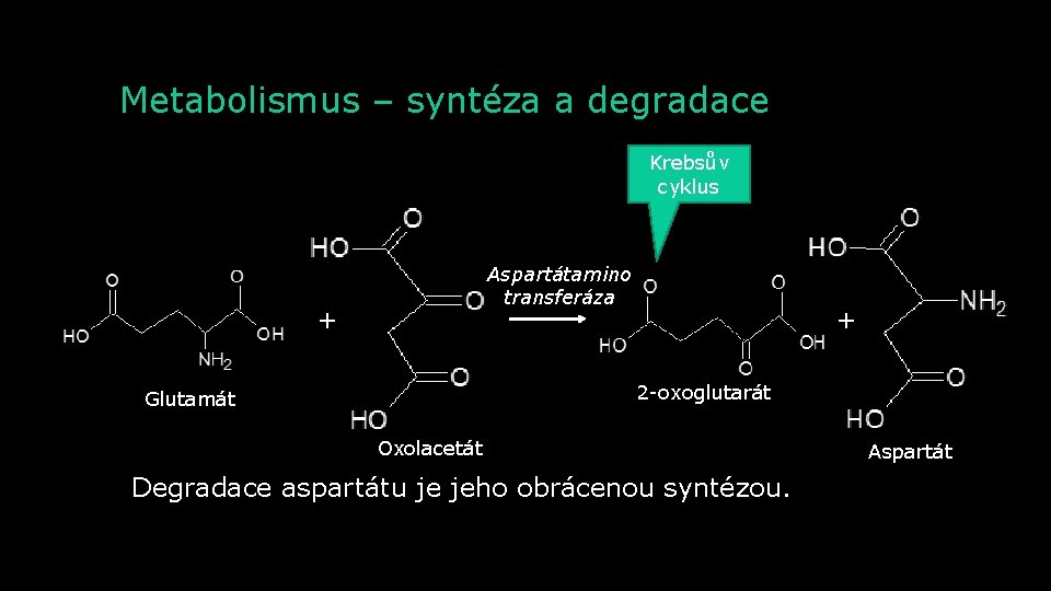Metabolismus – syntéza a degradace Krebsův cyklus Aspartátamino transferáza + + 2 -oxoglutarát Glutamát