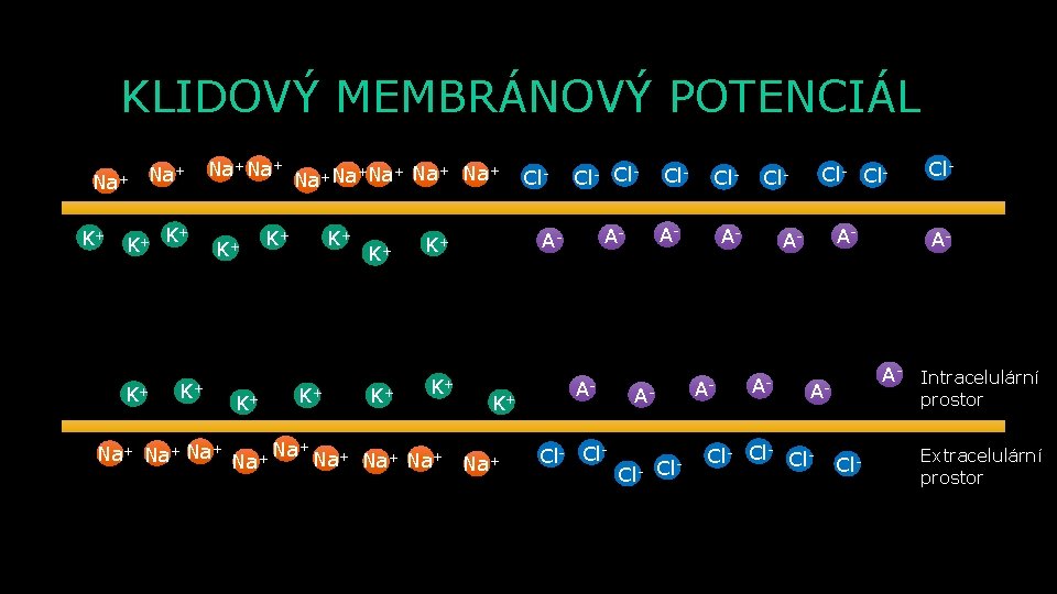 KLIDOVÝ MEMBRÁNOVÝ POTENCIÁL Na+ K+ K+ Na+ K+ K+ + + Na+Na Na K+