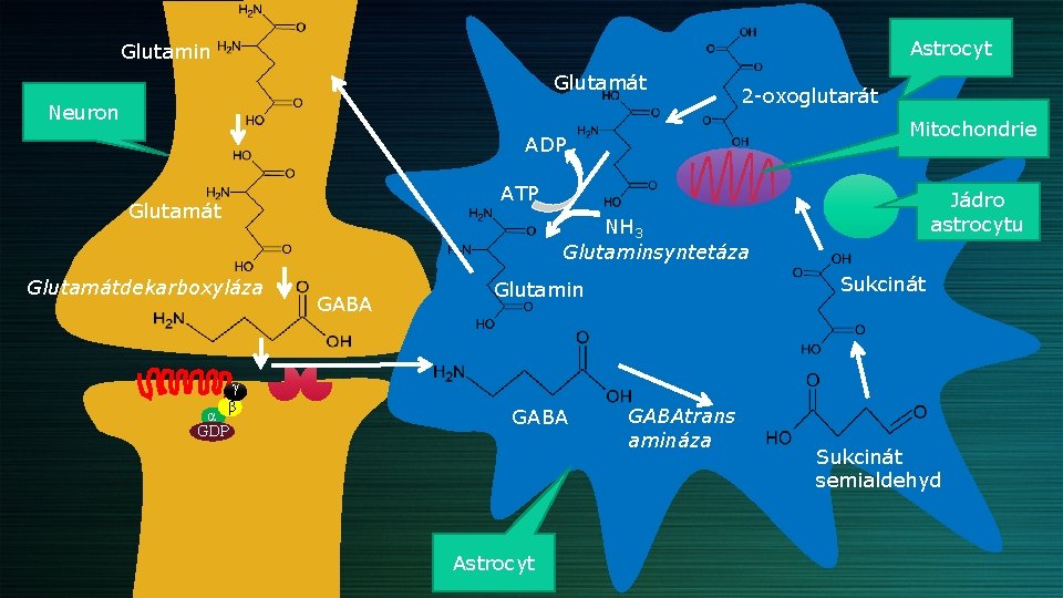 Astrocyt Glutamin Glutamát Neuron 2 -oxoglutarát Mitochondrie ADP ATP Glutamát Jádro astrocytu NH 3