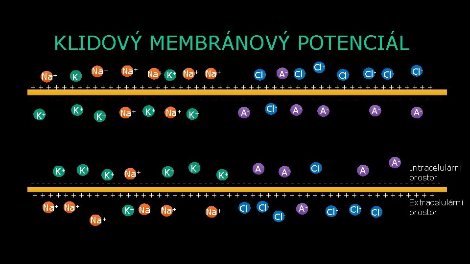 KLIDOVÝ MEMBRÁNOVÝ POTENCIÁL Cl + + + Na Cl + + Na Na A