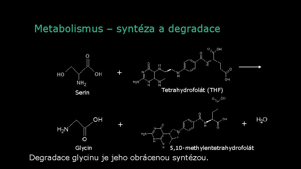 Metabolismus – syntéza a degradace + Tetrahydrofolát (THF) Serin + + Glycin 5, 10