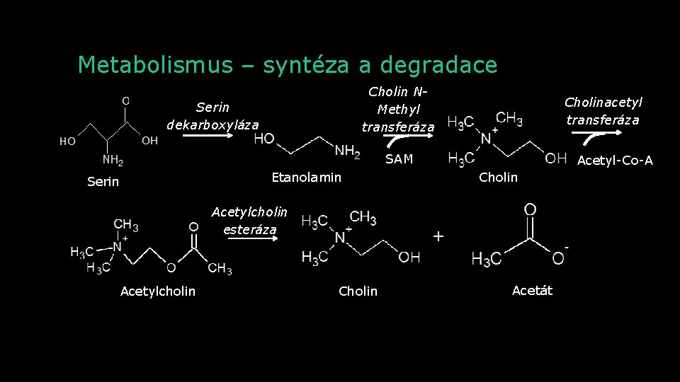 Metabolismus – syntéza a degradace Cholin NMethyl transferáza Serin dekarboxyláza Cholinacetyl transferáza SAM Serin
