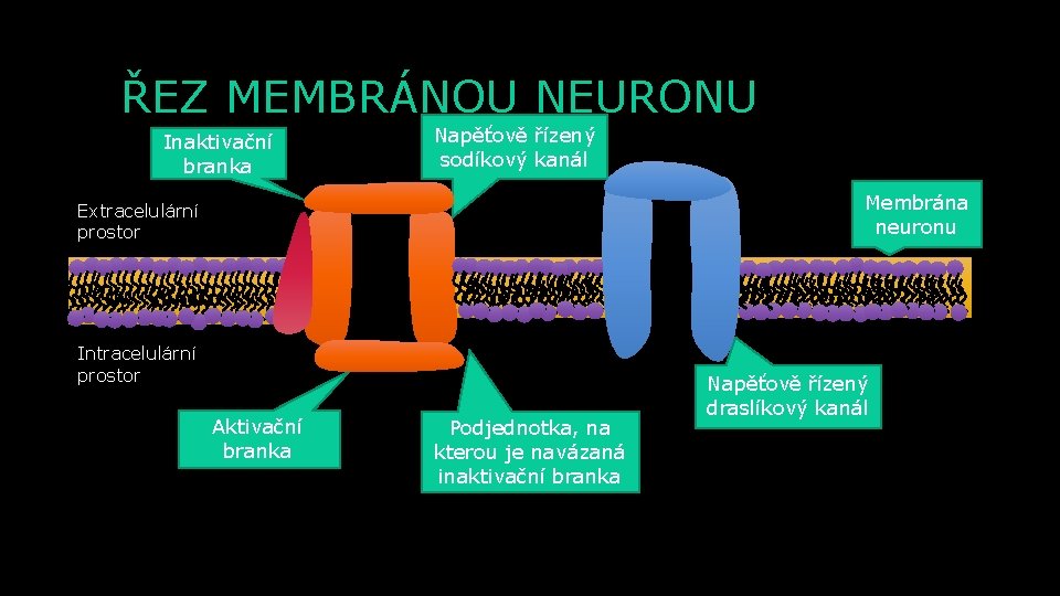 ŘEZ MEMBRÁNOU NEURONU Inaktivační branka Napěťově řízený sodíkový kanál Membrána neuronu Extracelulární prostor Intracelulární