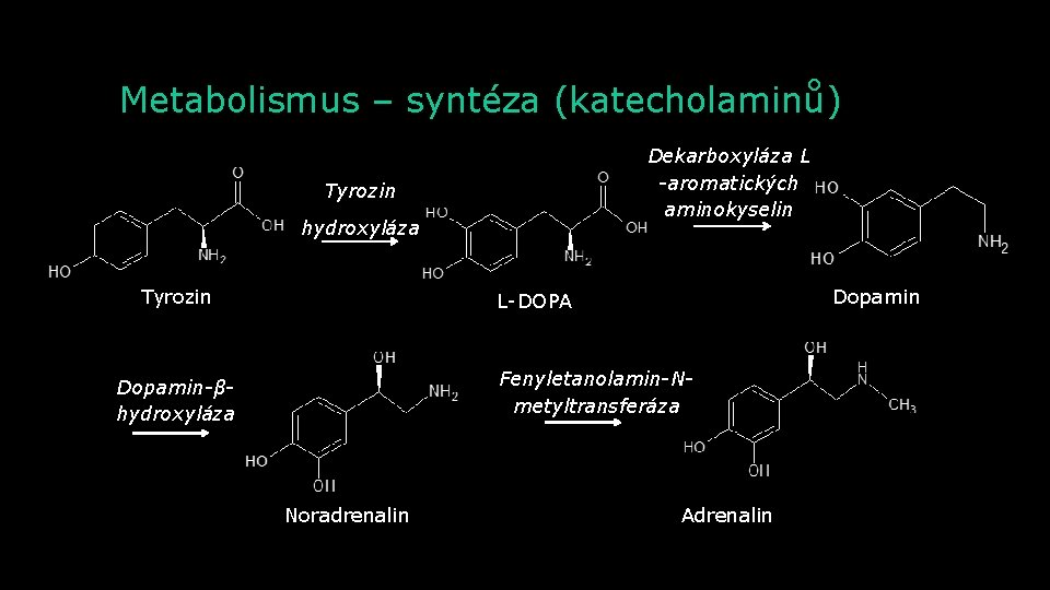 Metabolismus – syntéza (katecholaminů) Dekarboxyláza L -aromatických aminokyselin Tyrozin hydroxyláza Tyrozin Dopamin L-DOPA Fenyletanolamin-Nmetyltransferáza