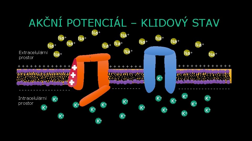 AKČNÍ POTENCIÁL – KLIDOVÝ STAV Na+ Na+ Extracelulární prostor Na+ Na+ Na+ +++++++ Na+