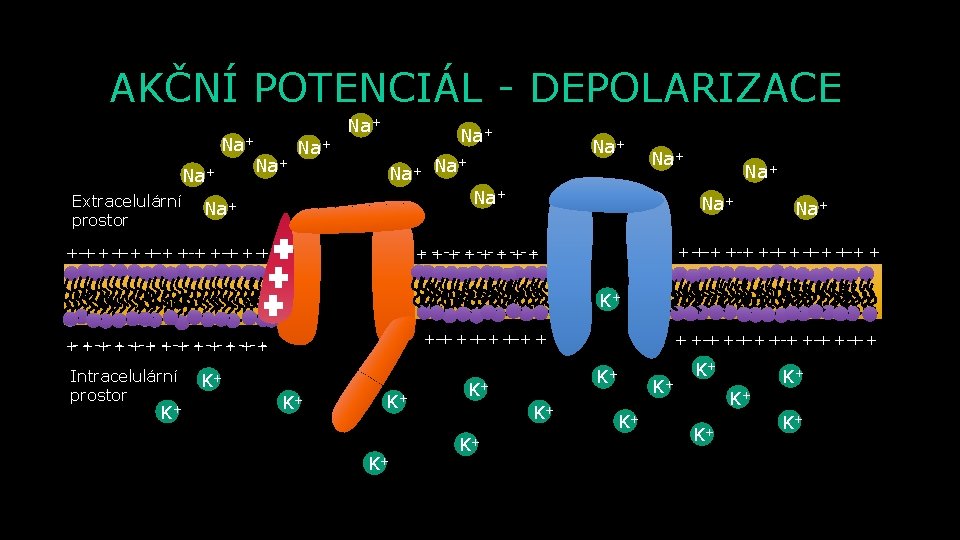 AKČNÍ POTENCIÁL - DEPOLARIZACE Na+ Extracelulární prostor Na+ Na+ Na+ Na+ + - -+-