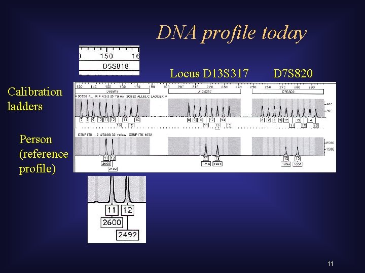 DNA profile today Locus D 13 S 317 D 7 S 820 Calibration ladders