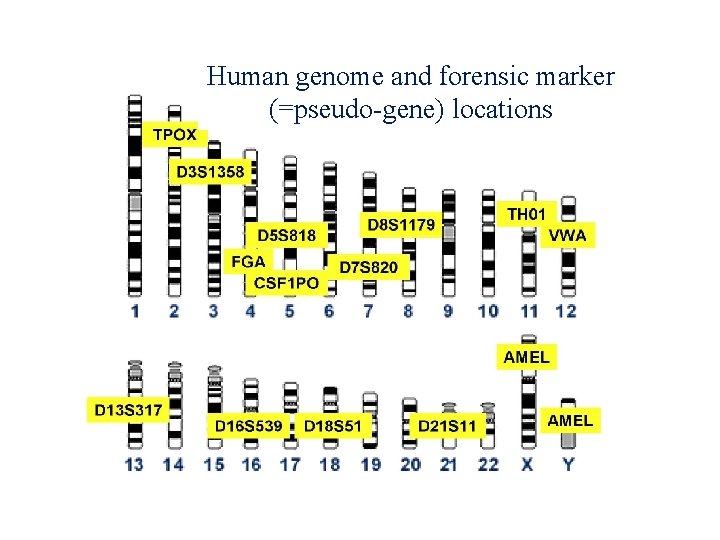 Human genome and forensic marker (=pseudo-gene) locations 