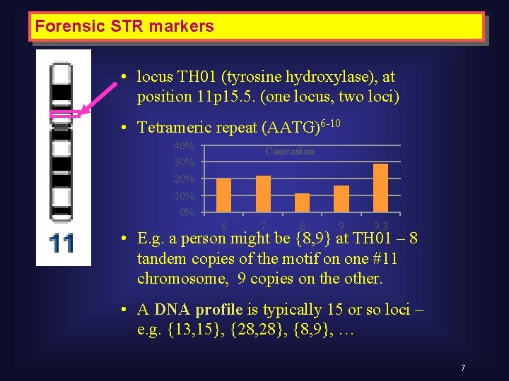 Forensic STR markers • locus TH 01 (tyrosine hydroxylase), at position 11 p 15.