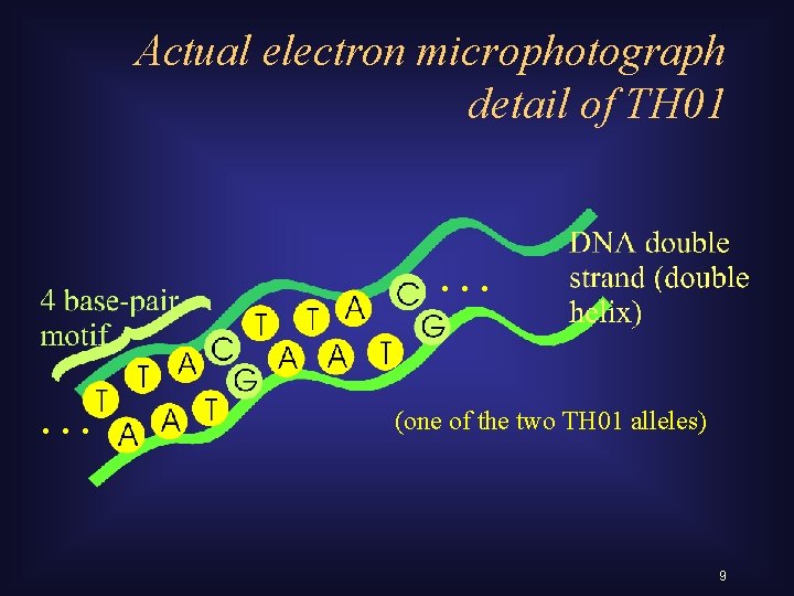 Actual electron microphotograph detail of TH 01 … … (one of the two TH