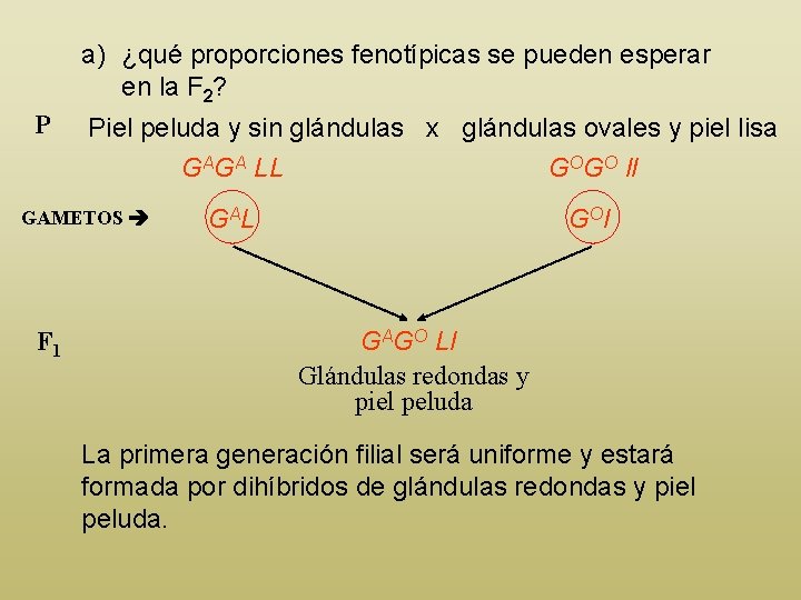a) ¿qué proporciones fenotípicas se pueden esperar en la F 2? P Piel peluda